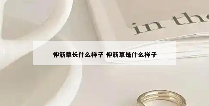 伸筋草长什么样子 伸筋草是什么样子